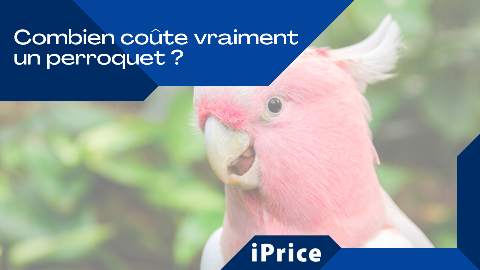 Combien Co Te Vraiment Un Perroquet Iprice Le Vrai Prix