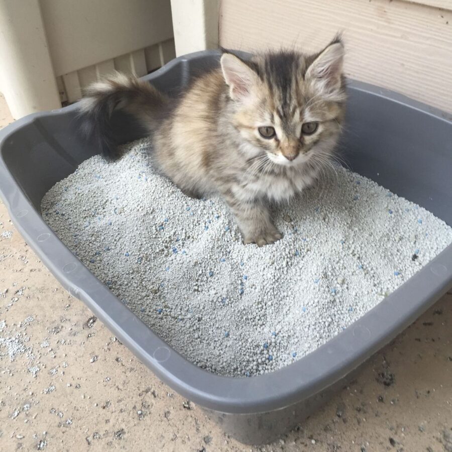 Quand changer la litière d'un chat