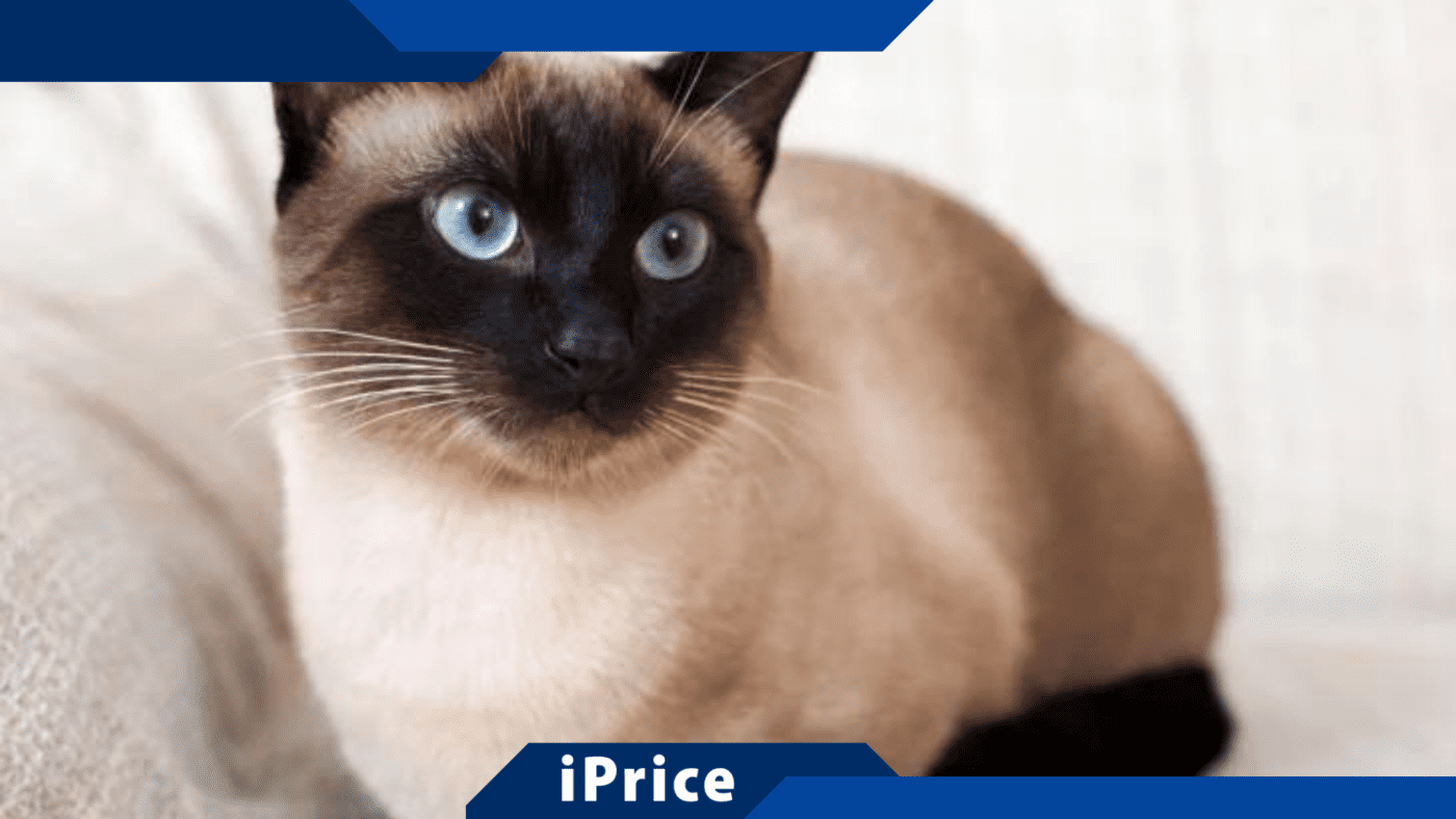 Combien coûte réellement un chat par mois ? iPrice Le Vrai Prix, Catalogue et Guide Shopping