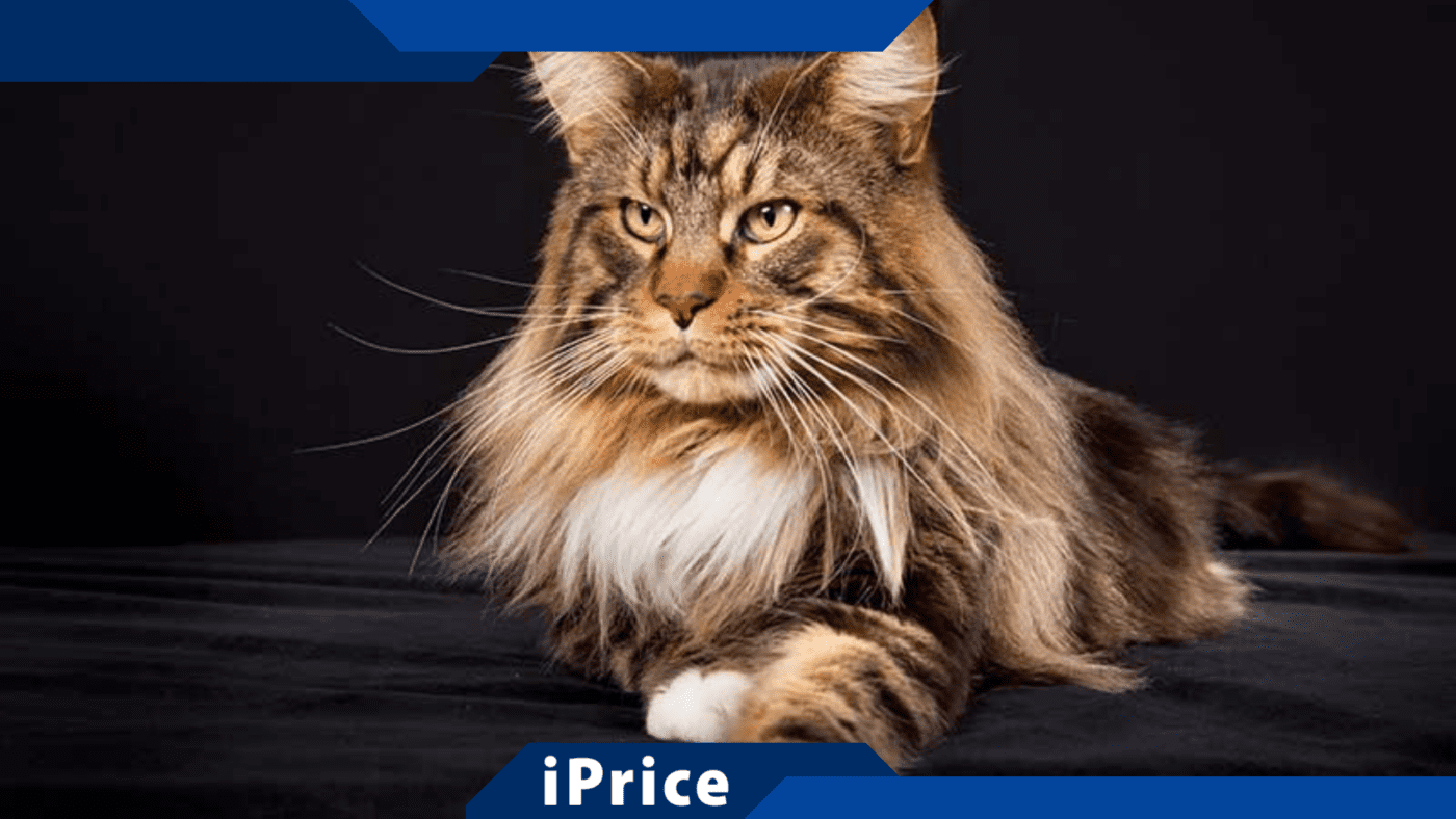 Combien Coute Un Maine Coon