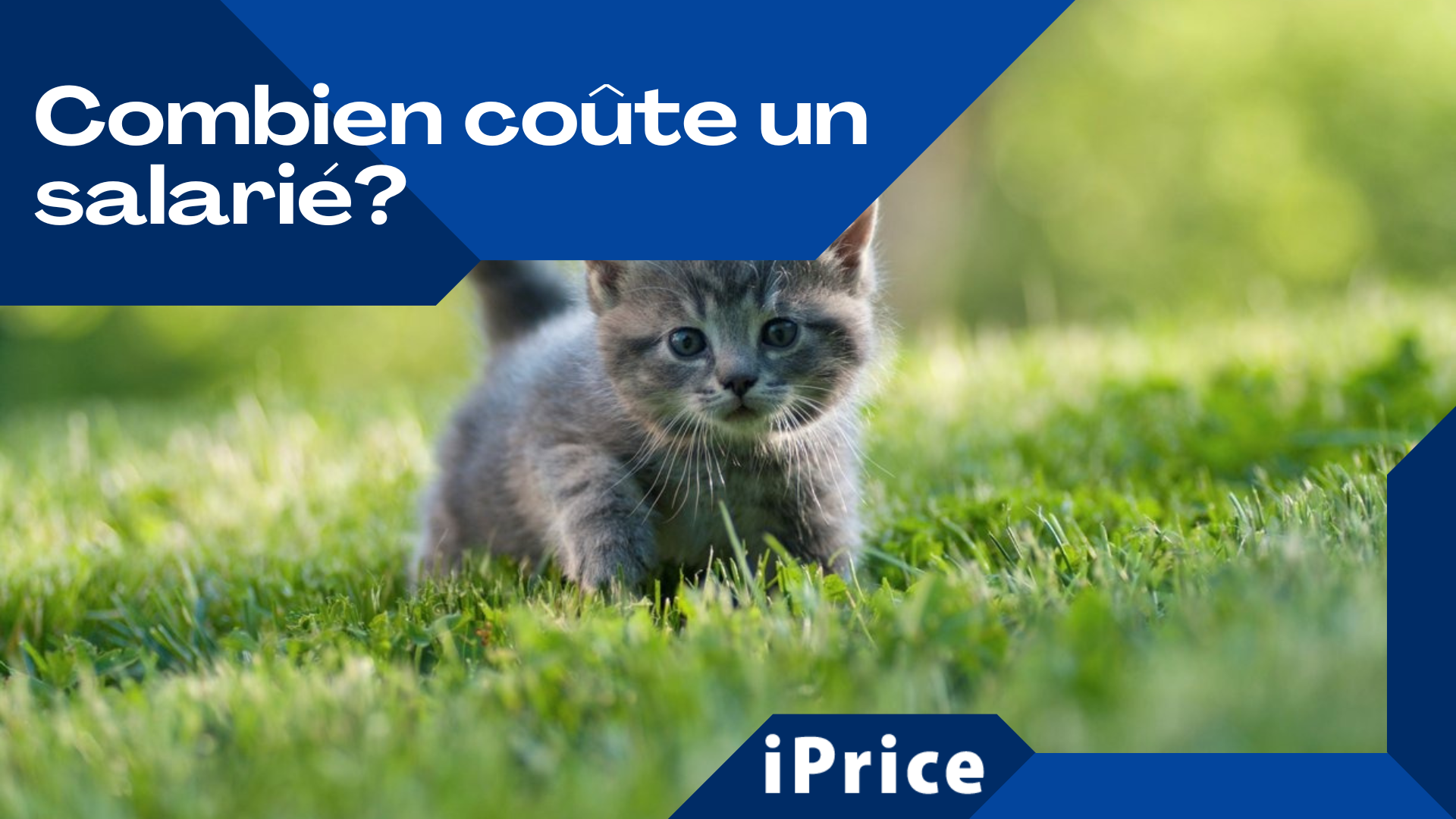 Combien coûte un chaton ? Comprendre les frais et les responsabilités