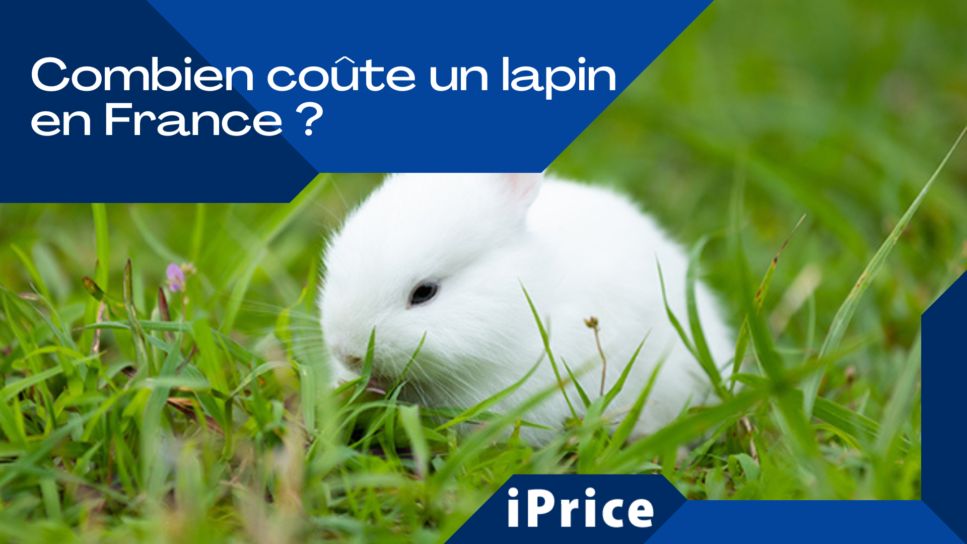 Combien coûte un lapin comme animal de compagnie en France ? - iPrice