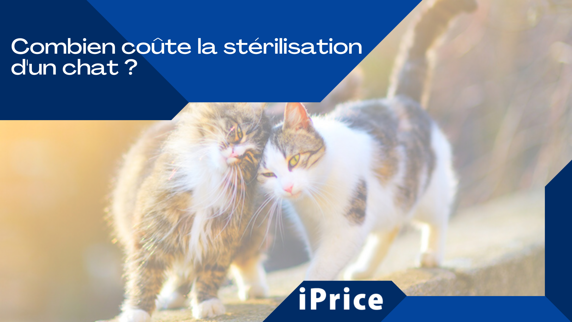Combien coûte la stérilisation d
