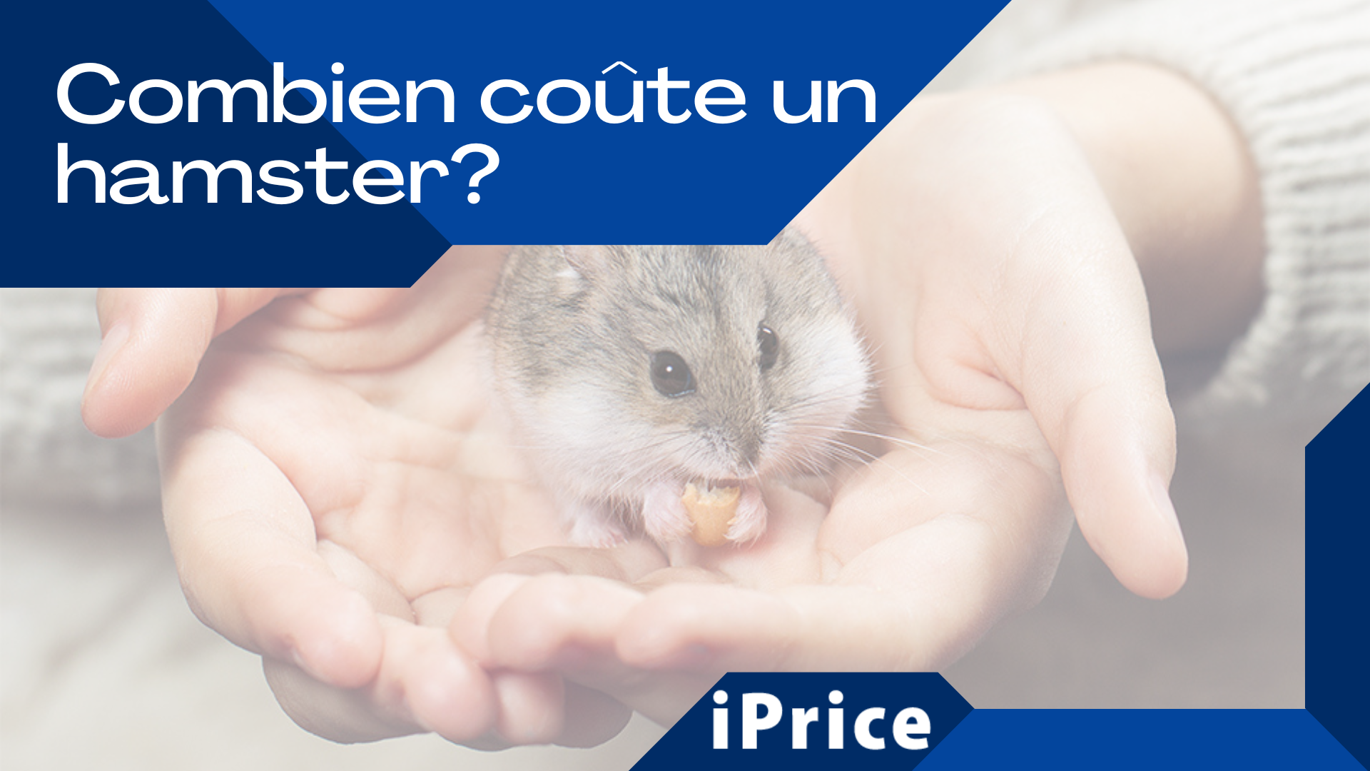 Combien coûte réellement un hamster? Découvrez tous les frais à prévoir pour  prendre soin de votre nouvel animal de compagnie - iPrice - Le Vrai Prix,  Catalogue et Guide Shopping